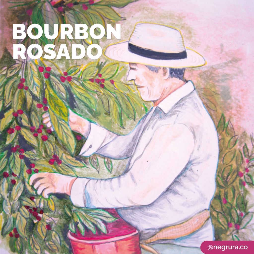 Negrura - Café de origen - Bourbon Rosado